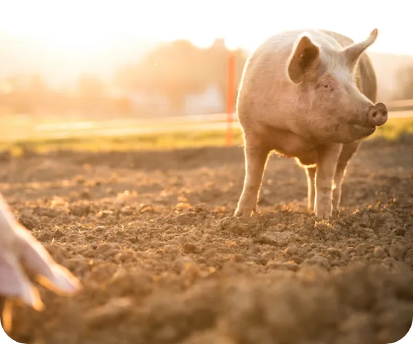 牧場で飼育されている馬たちの写真